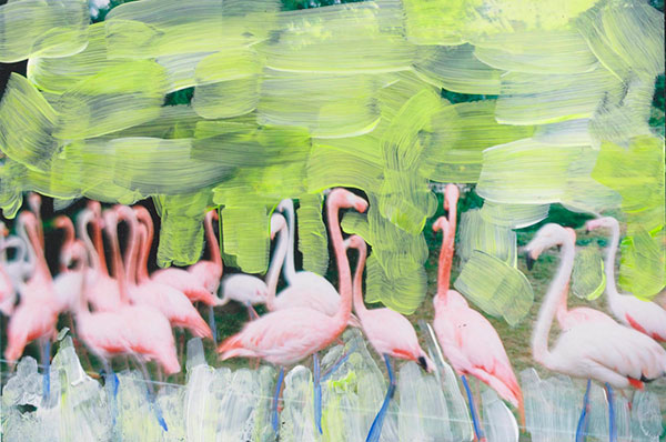 Flamingos I