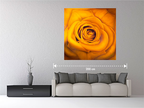 Golden Rose