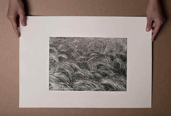 Grass