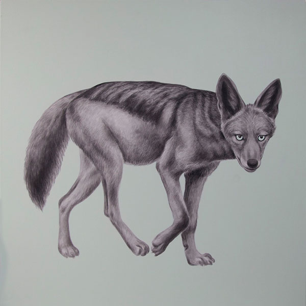 Šakal