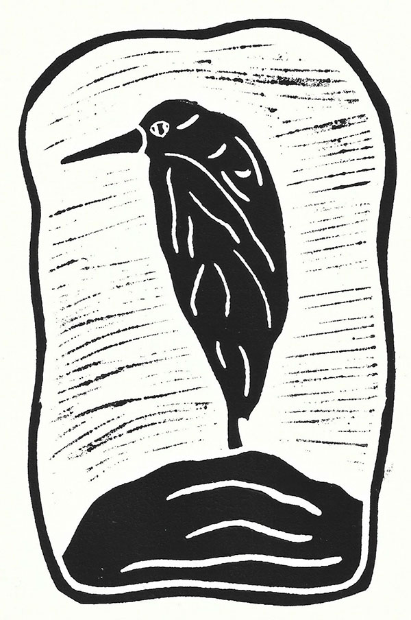 Volavka